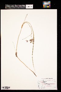 Tradescantia ohiensis image