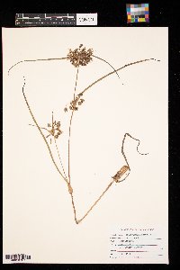 Tradescantia ohiensis image