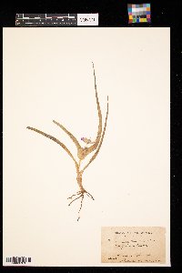 Tradescantia virginiana image