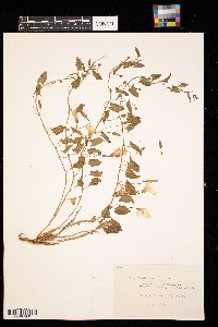 Convolvulus arvensis image