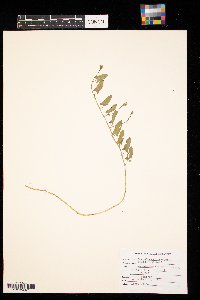 Convolvulus arvensis image