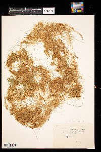 Cuscuta pentagona image