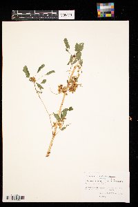 Cuscuta gronovii image