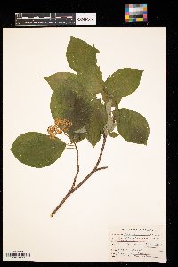 Cornus alternifolia image