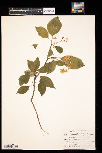 Cornus alternifolia image