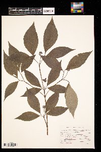 Cornus alternifolia image