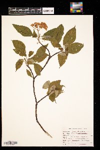 Cornus alternifolia image