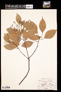 Cornus alternifolia image