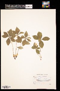 Cornus canadensis image