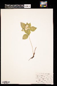 Cornus canadensis image