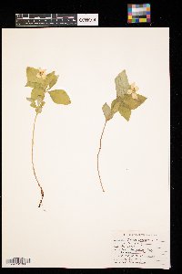 Cornus canadensis image