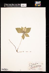 Cornus canadensis image