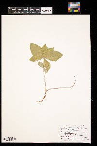 Cornus canadensis image