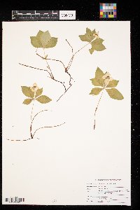 Cornus canadensis image