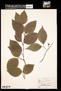 Cornus florida image