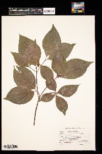 Cornus florida image