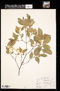 Cornus racemosa image