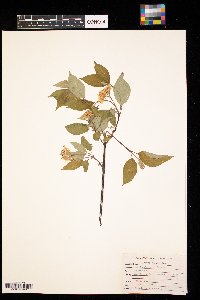 Cornus rugosa image