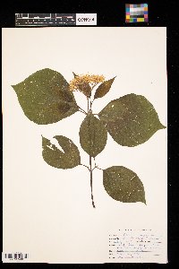 Cornus rugosa image