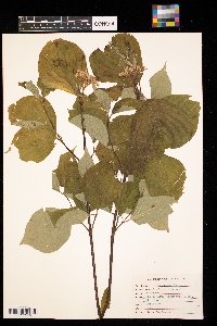 Cornus rugosa image