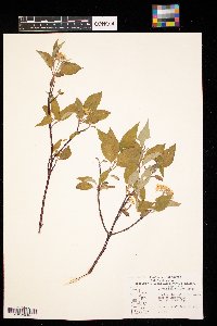 Cornus sericea image