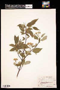 Cornus sericea image