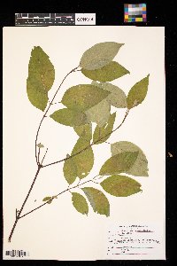 Cornus sericea image