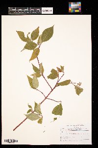 Cornus sericea image