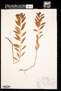 Penthorum sedoides image