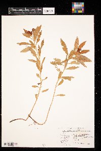 Penthorum sedoides image