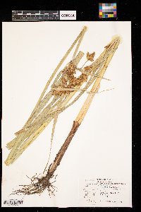 Bolboschoenus fluviatilis image