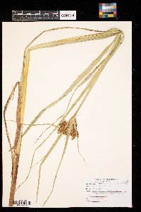 Bolboschoenus fluviatilis image