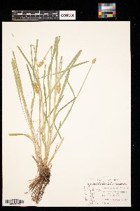 Carex alopecoidea image