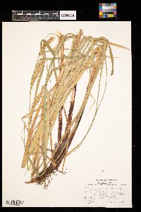 Carex atherodes image