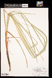 Carex atherodes image