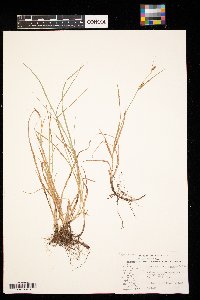 Carex conoidea image