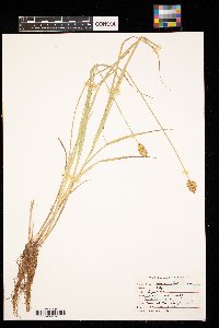 Carex crawfordii image