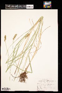 Carex cristatella image