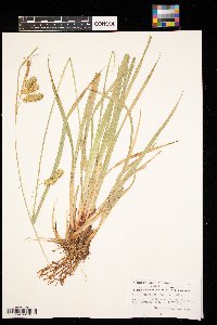 Carex hystericina image