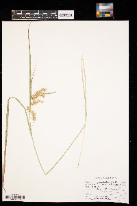 Carex hystericina image