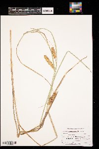 Carex lacustris image