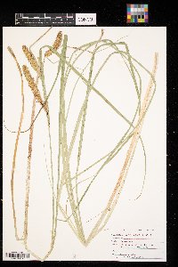 Carex lacustris image