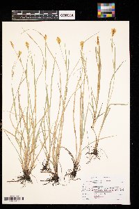 Carex meadii image