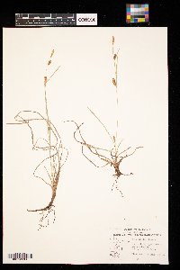 Carex meadii image