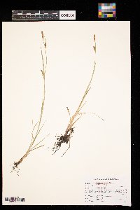 Carex meadii image