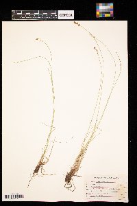 Carex muricata image