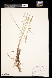 Carex pellita image