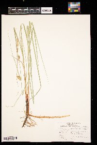 Carex pellita image