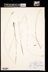 Carex praegracilis image