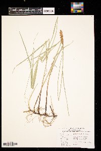 Carex sartwellii image